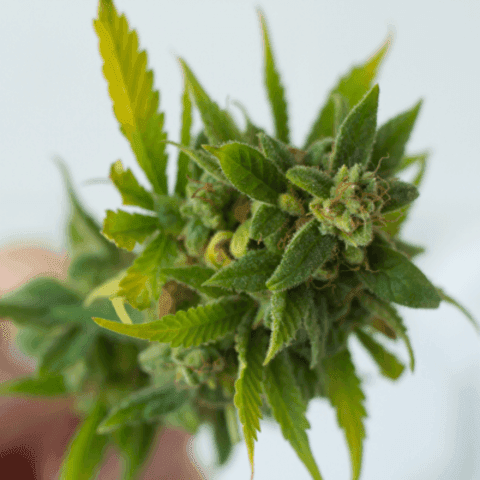 SALUS Apotheke | Medizinisches Cannabis